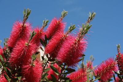 Close-up of pink flowers