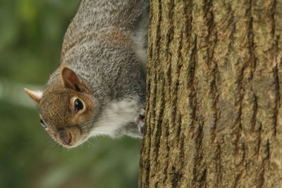 Close-up of squirrel on tree trunk