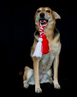 Portrait of dog against black background