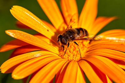Close-up of bee pollinating on flower