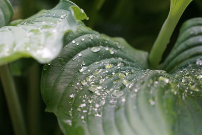 Close-up of water drops on leaf