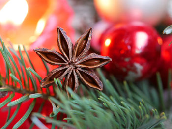 Anise seed, christmas decoration