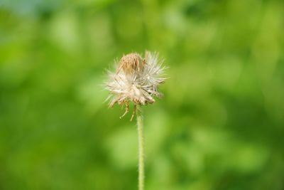 Close-up of dandelion flower