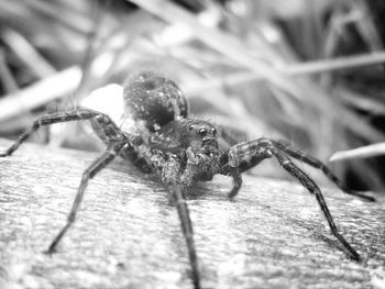 Close-up of insect