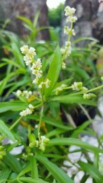 Close-up of white flowers