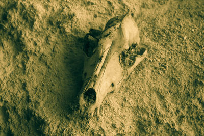 High angle view of animal on beach