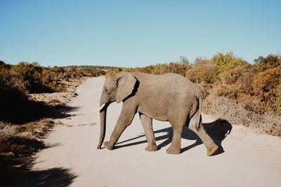 View of elephant on field against sky