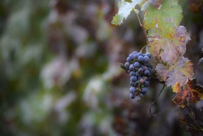 Grapes growing at vineyard