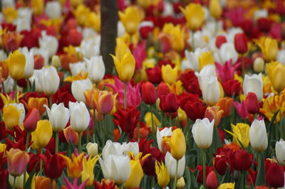 Full frame shot of colorful tulips