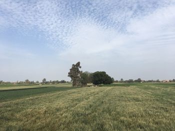 Scenic view of agricultural field against sky