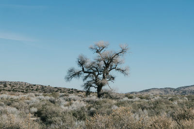 Tree on grassy field against sky