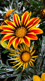 Close-up of yellow flower in park