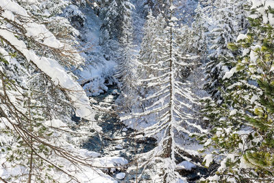 Snow covered pine trees in forest