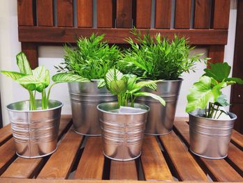 Potted plant on table