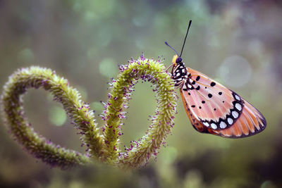 Close-up of butterfly pollinating flower