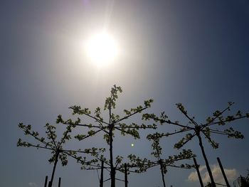 Low angle view of silhouette plants against sky on sunny day