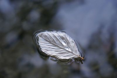 Close-up of feather