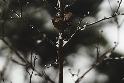 Close-up of snow on branch