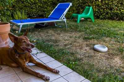 Dog relaxing on chair in park