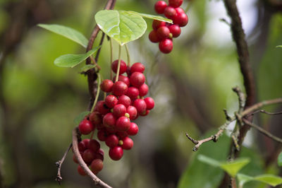 Close-up of red berries growing on tree