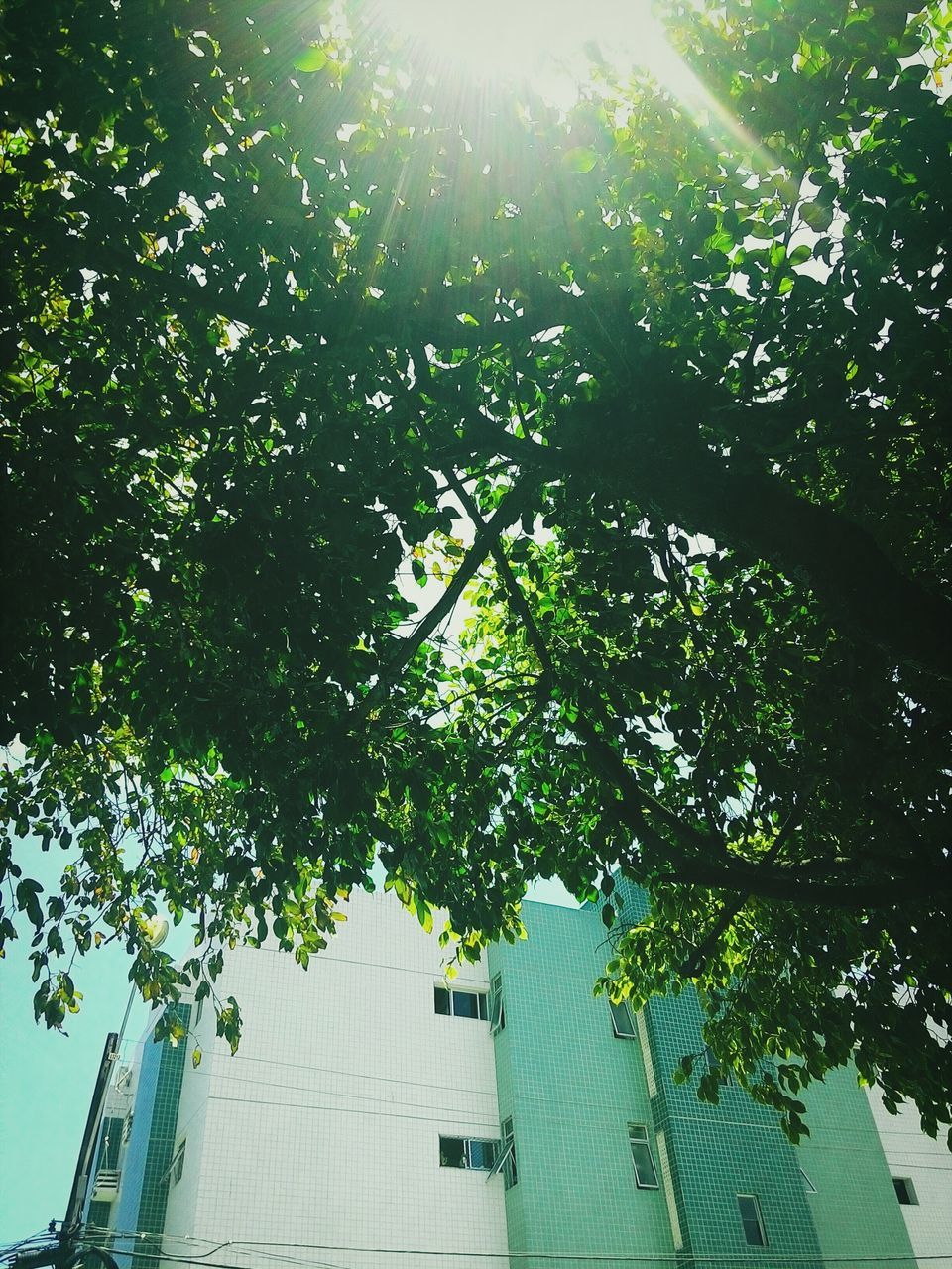 low angle view, architecture, built structure, building exterior, tree, growth, sunlight, tall - high, city, skyscraper, day, leaf, outdoors, no people, clear sky, nature, building, modern, sky, green color