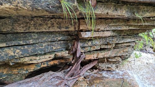 Close-up of tree trunk against wall