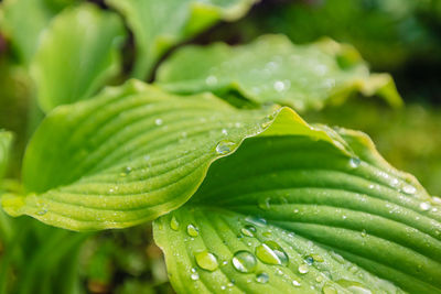 Close-up of water drops on leaf