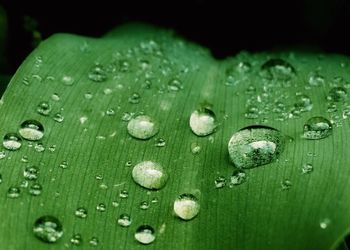 Close-up of water drops on leaf