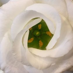 Close-up of white rose blooming outdoors