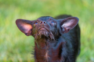 Close-up of an animal