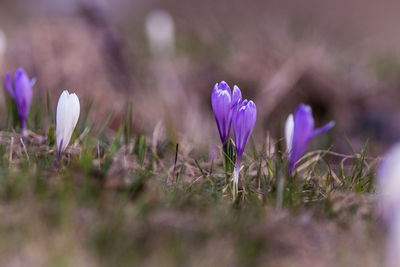 Close-up of purple crocus flowers