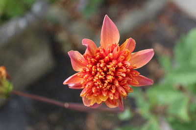 Close-up of red flower