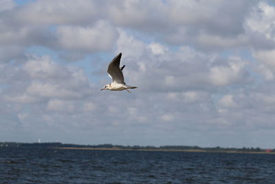 Seagull flying over sea against sky