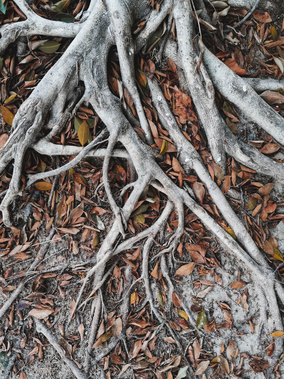 FULL FRAME SHOT OF TREE ROOTS