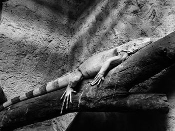 Iguana resting on branch against wall at zoo