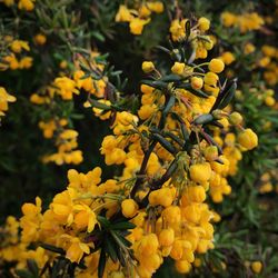 Close-up of yellow flowers blooming outdoors