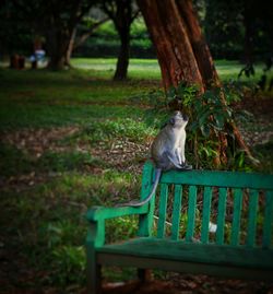 Cat sitting on wood in field