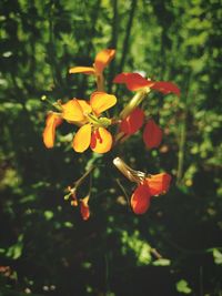 Close-up of red flower