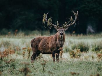 Portrait of deer