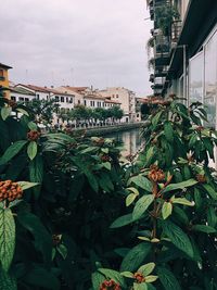 Plants growing by building in city against sky