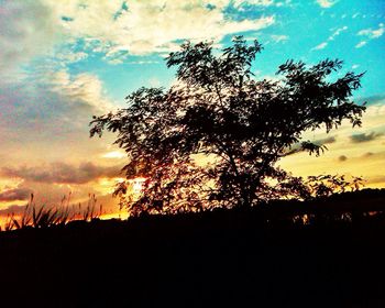 Silhouette of trees at sunset