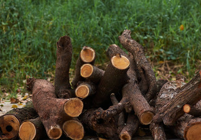 Stack of logs in forest