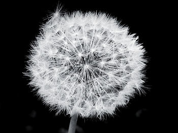 Close-up of dandelion against black background