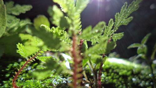 Close-up of plants growing in park