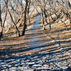 bare tree