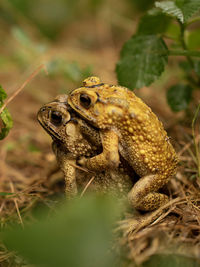 Close-up of frog on land