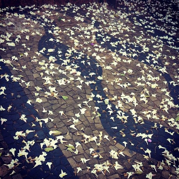 high angle view, leaf, autumn, season, fallen, change, leaves, nature, day, outdoors, dry, abundance, street, cobblestone, full frame, tranquility, no people, stone - object, sunlight, pattern