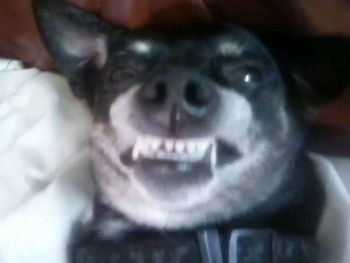 Close-up portrait of a dog