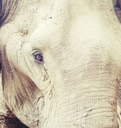 Close-up of elephant