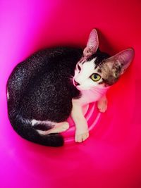 High angle view of cat and pink flower